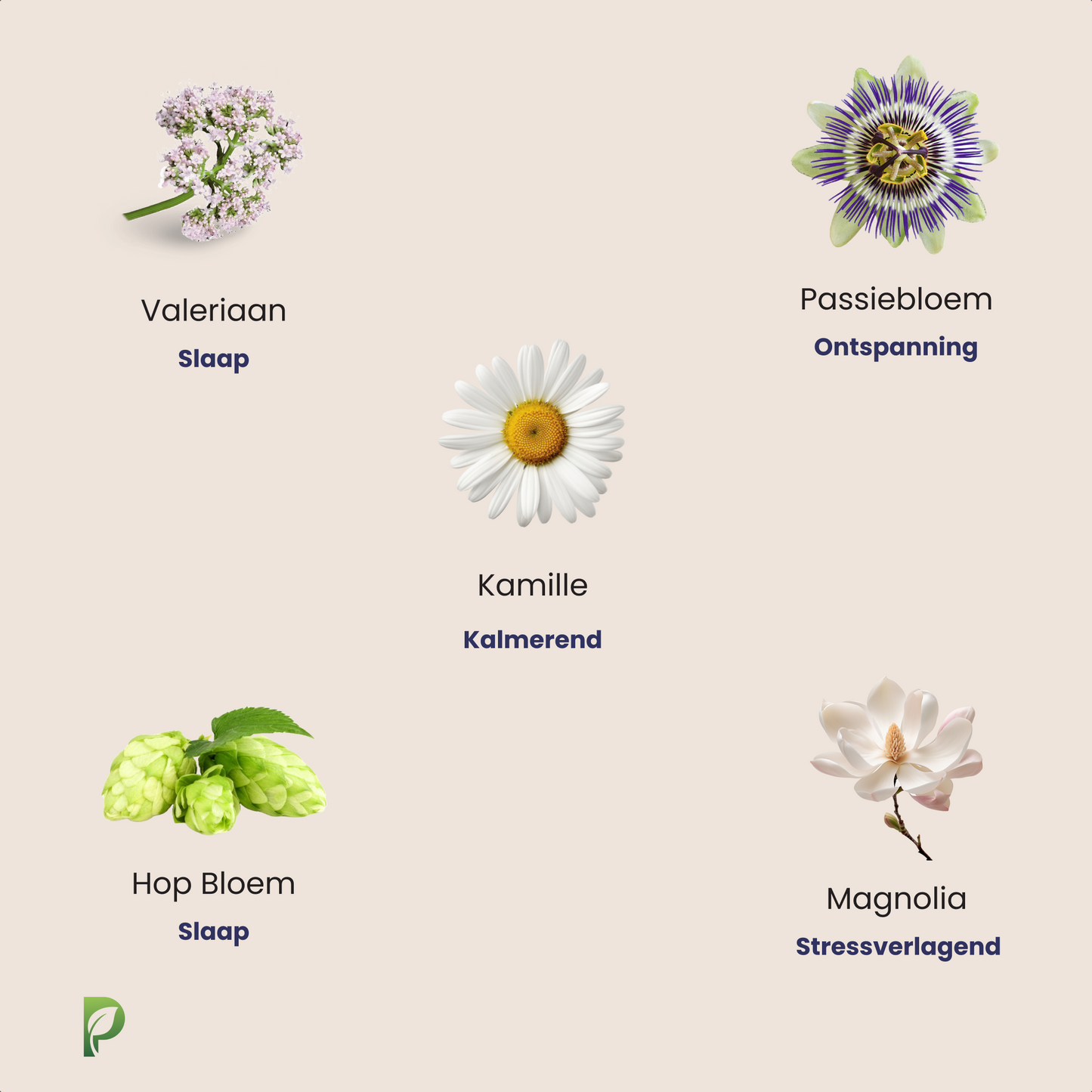 Deep Sleep β Natuurlijke slaappillen voor nachtrust en tegen stress β 60 capsules